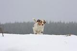 BERGER AUSTRALIEN PUPPIES 495